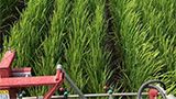 稲の防除はプラス・ライス同時散布で、省力と増収を目指しましょう。