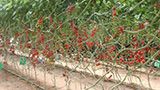 トマトの管理効率化　斬新な斜め誘引