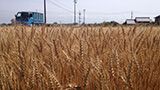 プラス・シリアル散布による小麦の増収技術