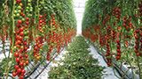 新世代ポリリン酸肥料Fine-Kトマトの使用方法