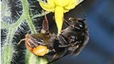 マルハナバチの餌集め