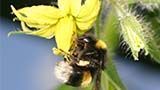 セイヨウオオマルハナバチ (Bombus terrestris)