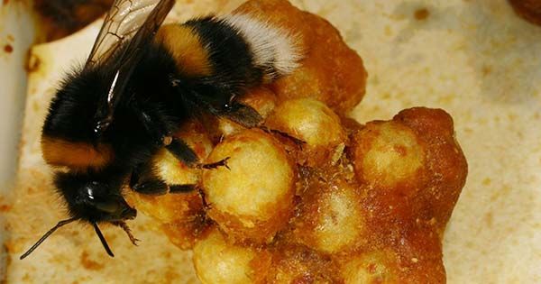 lifecycle_bumblebee_japan_BO_6