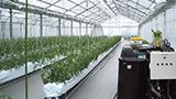 ニュートリバント・ドリップ５号を使用した果菜類養液栽培のステージ別肥料設計