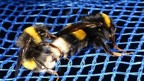 交尾中のセイヨウオオマルハナバチの雄蜂と新女王蜂