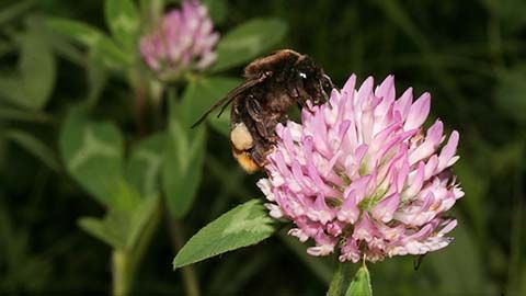アカツメクサを訪花するクロマルハナバチの働き蜂