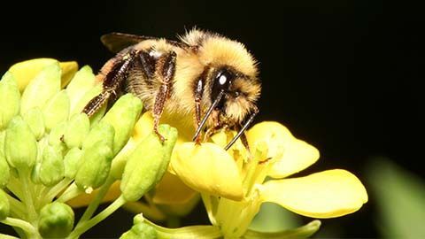 ナタネを訪花するクロマルハナバチの雄蜂