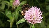 アカツメクサを訪花するクロマルハナバチの働き蜂